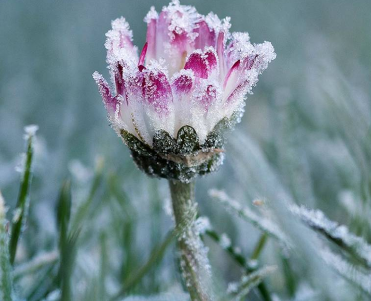 Flores en la Antártida, algo bello pero realmente alarmante para el planeta