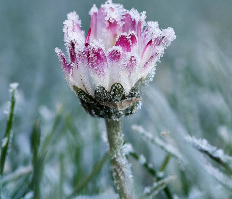 Flores en la Antártida, algo bello pero realmente alarmante para el planeta