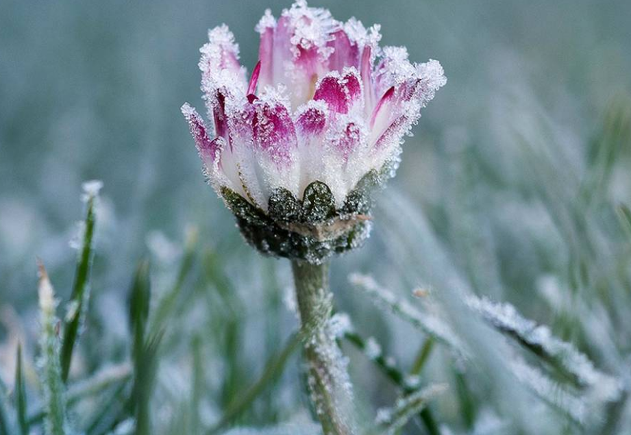 Flores en la Antártida, algo bello pero realmente alarmante para el planeta