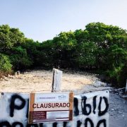 ¡Ecocidio en Chicxulub! Clausuran predios por destruir manglares