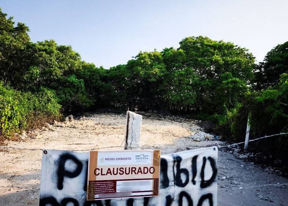 ¡Ecocidio en Chicxulub! Clausuran predios por destruir manglares