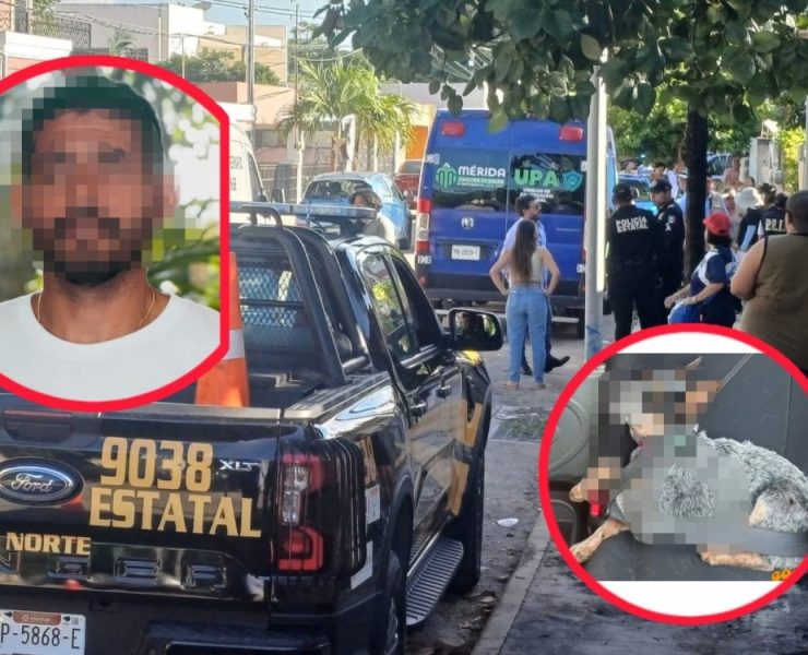 Canino herido con perdigones: ¡Está grave y ya identificaron al presunto agresor!