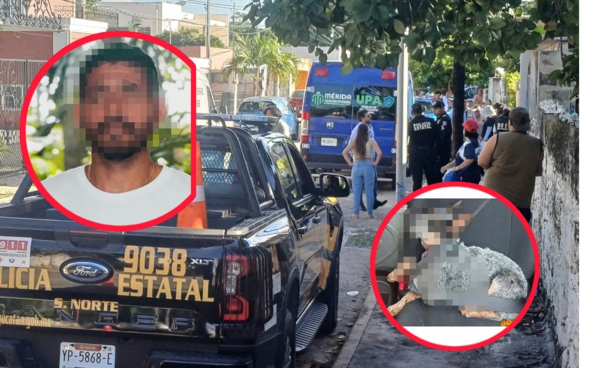 Canino herido con perdigones: ¡Está grave y ya identificaron al presunto agresor!