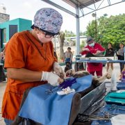 Impulsa Gobierno del Estado jornadas gratuitas de esterilización y vacunación de mascotas