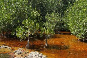 Familias de Sisal participan activamente en la Recuperación de Manglares en Yucatán, fortaleciendo la biodiversidad y la unidad comunitaria.