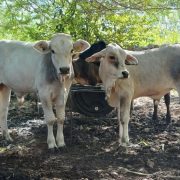 Alerta: gusano barrenador en Yucatán preocupa a productores