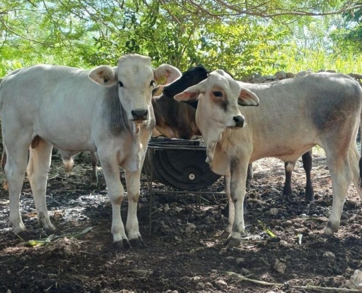 Alerta: gusano barrenador en Yucatán preocupa a productores