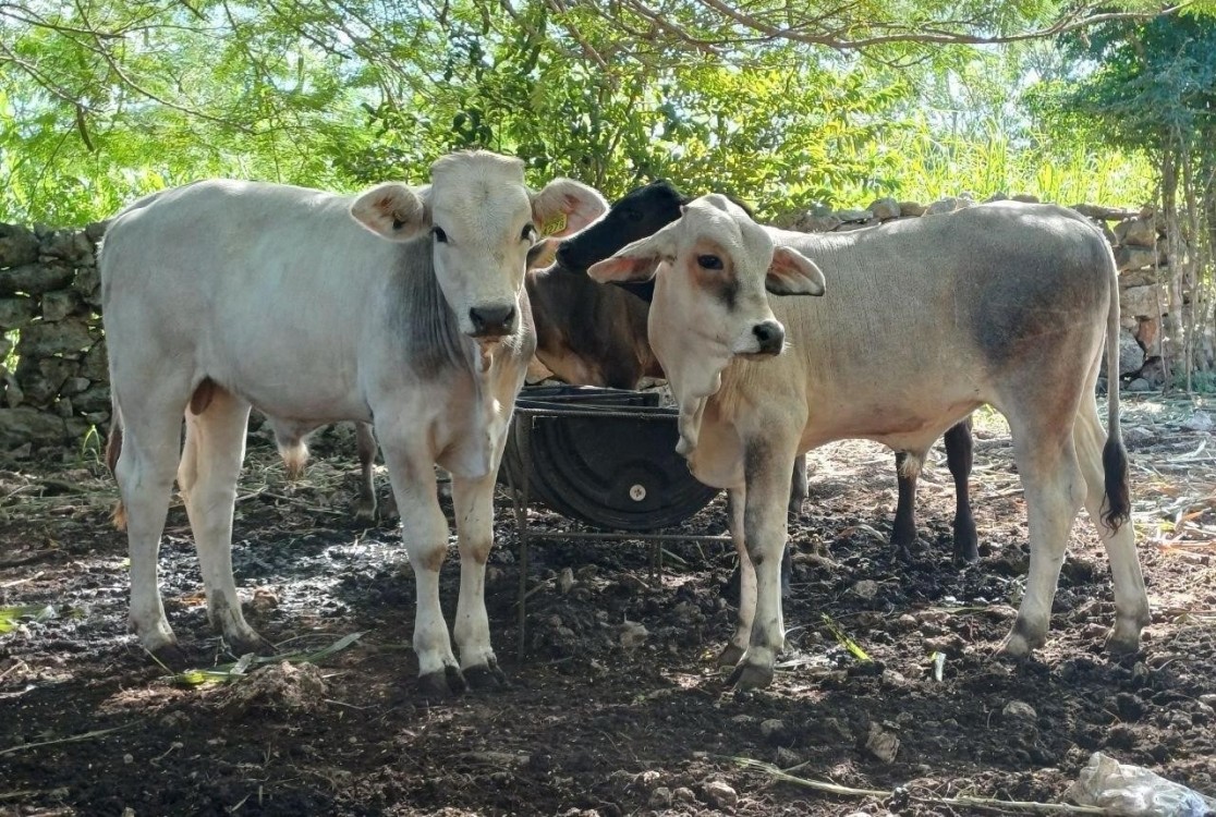 Alerta: gusano barrenador en Yucatán preocupa a productores