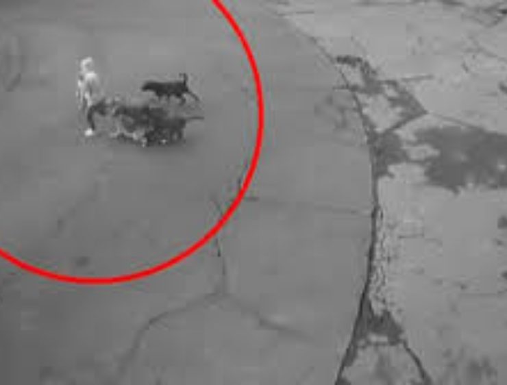 Ataque jauría Ixtapaluca Edomex muestra urgencia