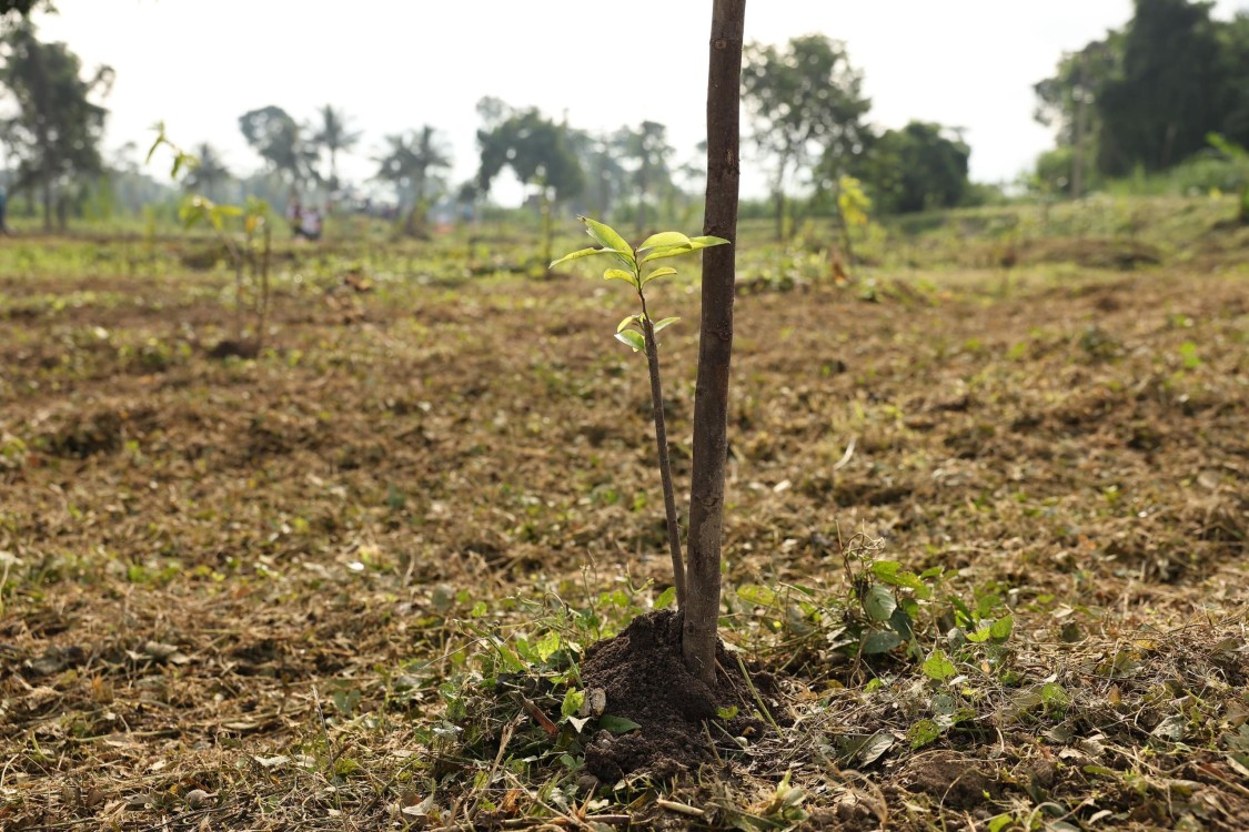 recuperar y regenerar el suelo