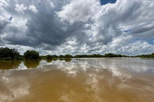 Brigadas comunitarias realizan labores de reforestación y apertura de canales, apoyando el plan de reforestación de manglares en Yucatán.