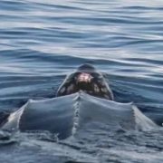 Gigante del Mar ¡Avistan tortuga Laud frente a las costas de Telchac Puerto!