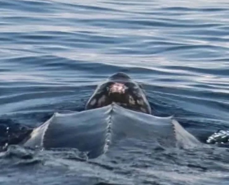 Gigante del Mar ¡Avistan tortuga Laud frente a las costas de Telchac Puerto!