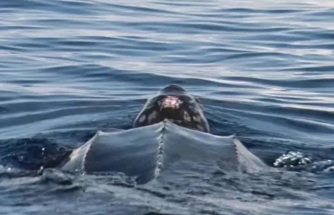Gigante del Mar ¡Avistan tortuga Laud frente a las costas de Telchac Puerto!