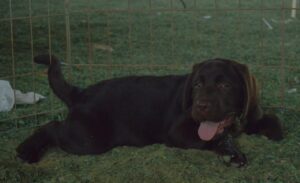 Perros y familias participan en las dinámicas de Signología México Internacional, destacando la convivencia, el entrenamiento y el bienestar animal en la Feria X’Matkuil 2025.