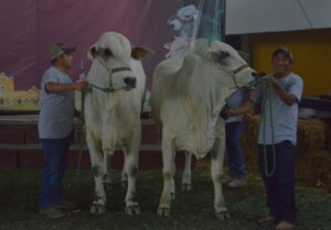 Ejemplares destacados durante la Competencia de ejemplares bovinos de la raza Nelore en Xmatkuil 2025, mostrando la calidad genética y el manejo de los productores yucatecos.