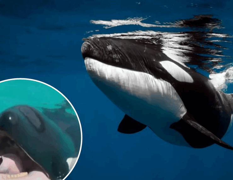 ¿Las orcas pueden hablar? Se capto que intenta replicar nuestras voces