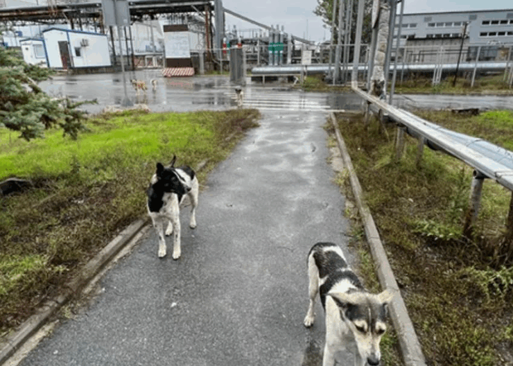 Los perros en Chernóbil evolucionan mucho más rápido que el resto de especies