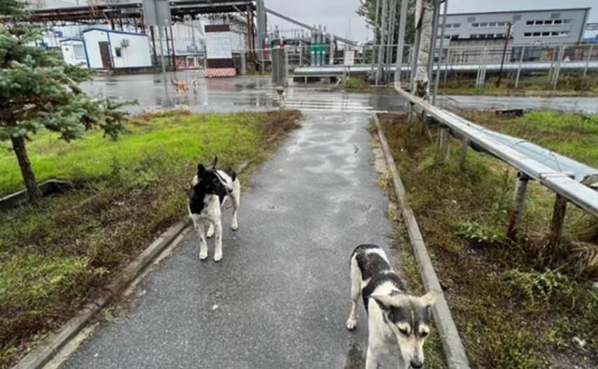 Los perros en Chernóbil evolucionan mucho más rápido que el resto de especies