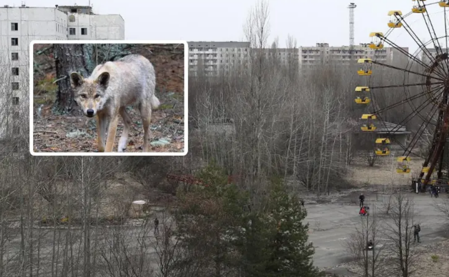 Teorías sobre la rápida evolución