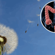 Descubren secreto de los "dientes de león" que combaten un tipo de cáncer