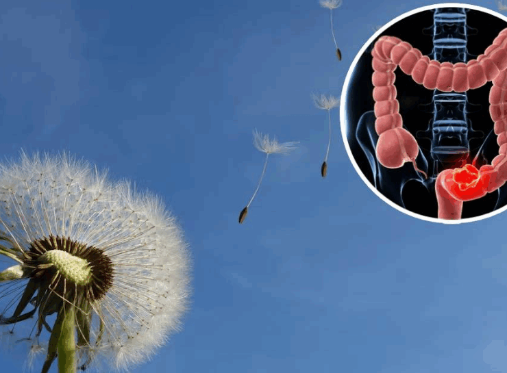 Descubren secreto de los "dientes de león" que combaten un tipo de cáncer