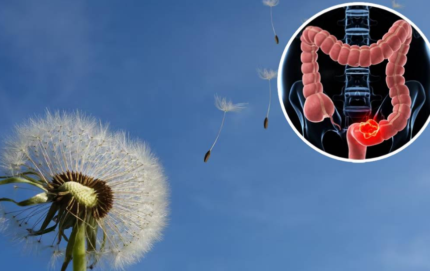 Descubren secreto de los "dientes de león" que combaten un tipo de cáncer