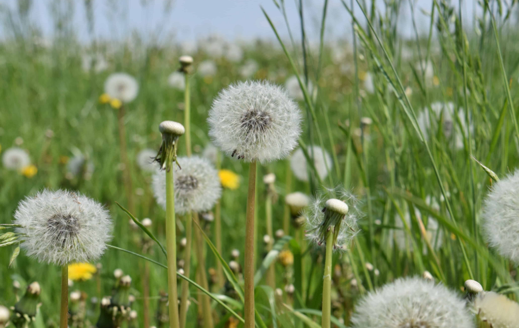 Impacto del DRE en células cancerosas
