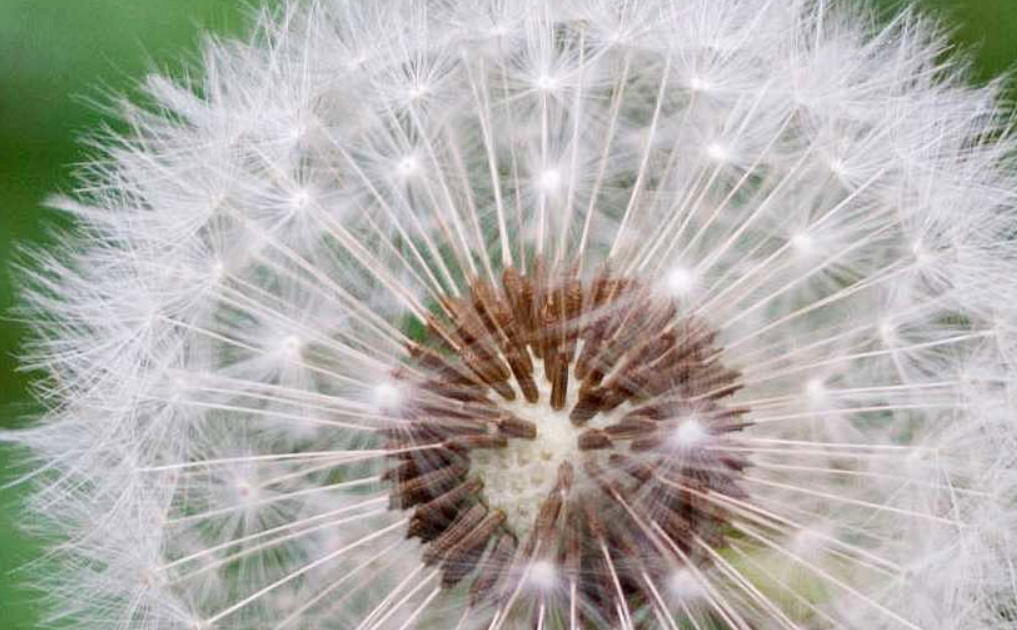 Evidencia en modelos animales