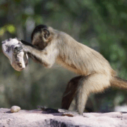 Monos "entran" en la edad de piedra en Panamá mostrando su gran inteligencia