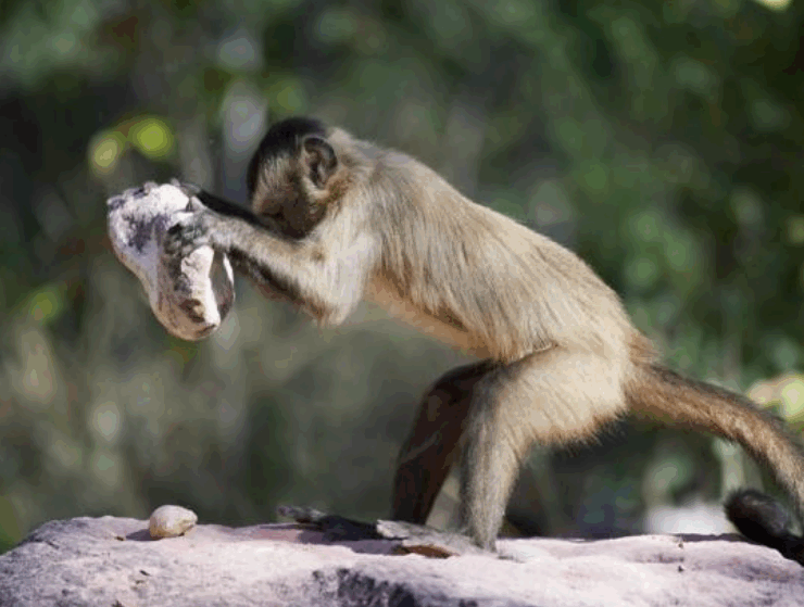 Monos "entran" en la edad de piedra en Panamá mostrando su gran inteligencia