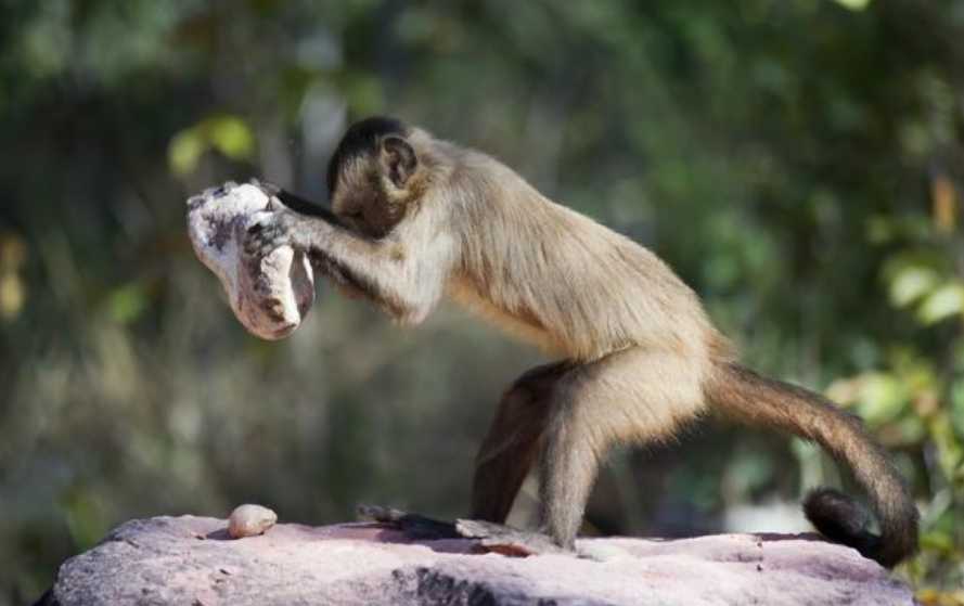 Monos "entran" en la edad de piedra en Panamá mostrando su gran inteligencia