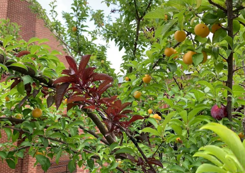 Un universo de sabores