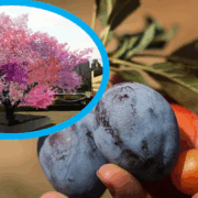 ‘El árbol Frankenstein’: Produce 40 frutos diferentes