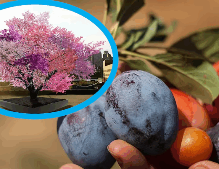 ‘El árbol Frankenstein’: Produce 40 frutos diferentes