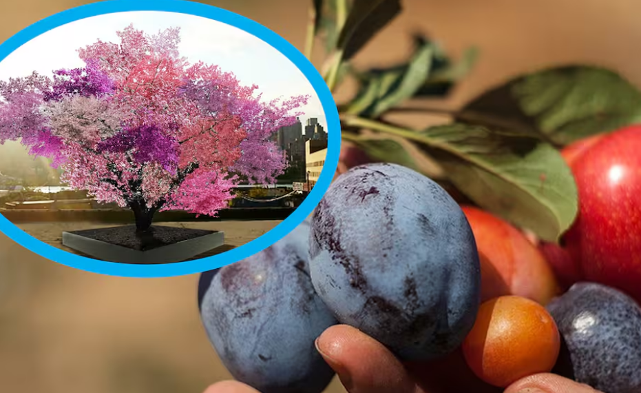 ‘El árbol Frankenstein’: Produce 40 frutos diferentes