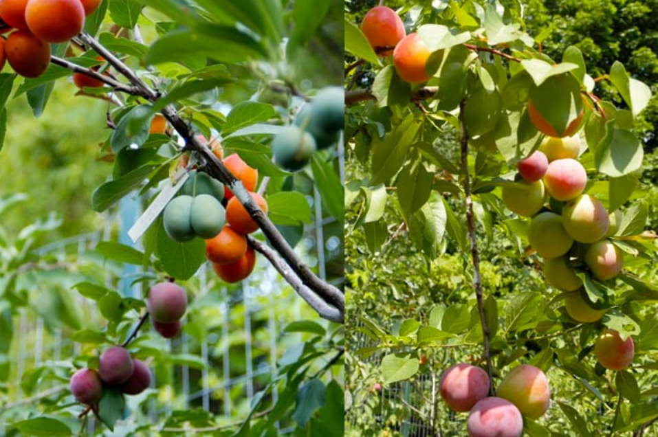 El injerto: la técnica milenaria