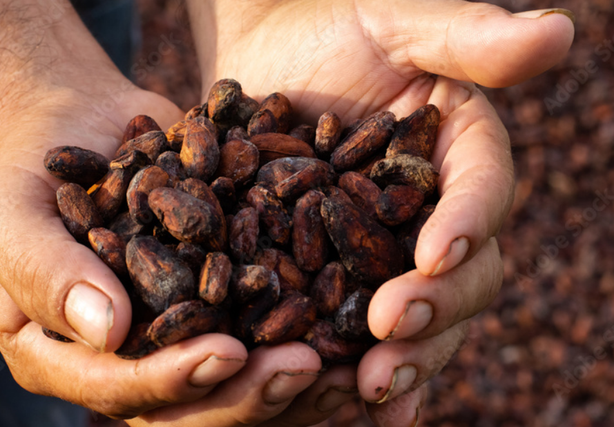 Giro dentado y su impacto en la memoria de adultos mayores