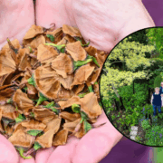 ¿Flores del prehistórico? Un caso insólito acaba de ocurrir en Inglaterra