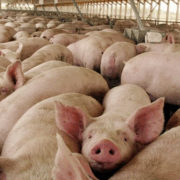 México suspende importaciones de productos porcinos de España