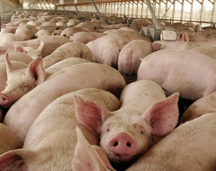 México suspende importaciones de productos porcinos de España