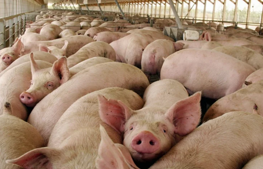 México suspende importaciones de productos porcinos de España