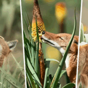 ¿Los lobos polinizan? Un lobo es captado rompiendo las reglas de la naturaleza
