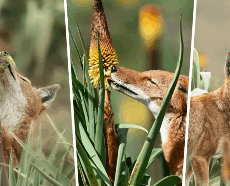 ¿Los lobos polinizan? Un lobo es captado rompiendo las reglas de la naturaleza