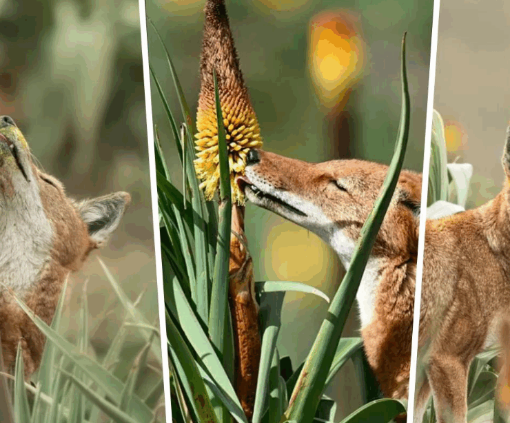 ¿Los lobos polinizan? Un lobo es captado rompiendo las reglas de la naturaleza
