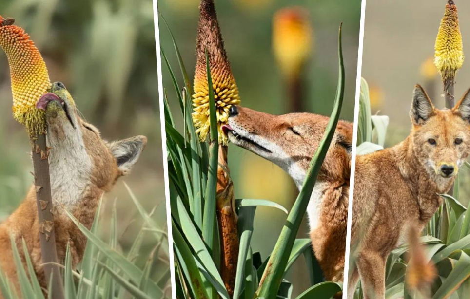 ¿Los lobos polinizan? Un lobo es captado rompiendo las reglas de la naturaleza