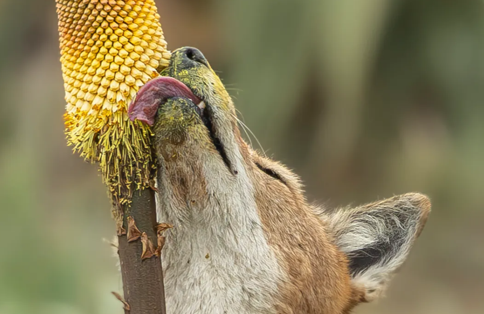 Aprendizaje social y comportamiento adaptativo