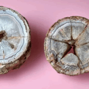 Una gema preciosa resulto ser un huevo fosilizado de dinosaurio