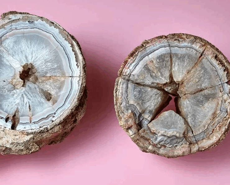 Una gema preciosa resulto ser un huevo fosilizado de dinosaurio