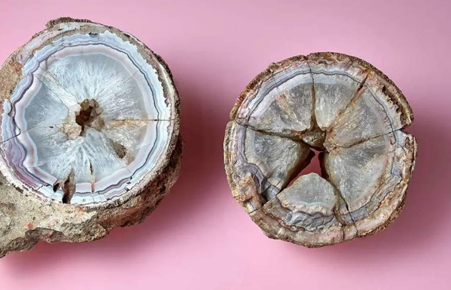 Una gema preciosa resulto ser un huevo fosilizado de dinosaurio